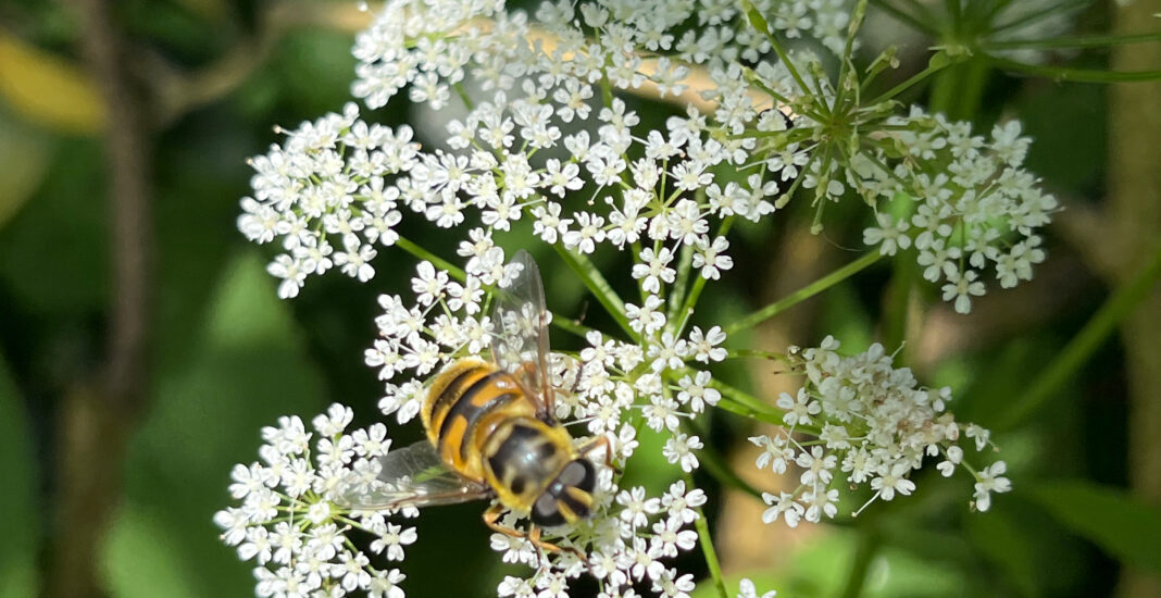 Planteekspert endnu klogere på biodiversitet