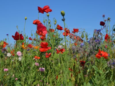 Den vilde natur